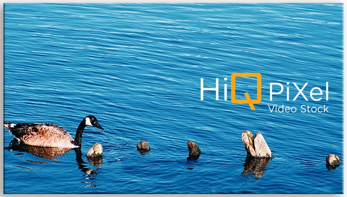 Duck feeding alone in water Hudson river NYC